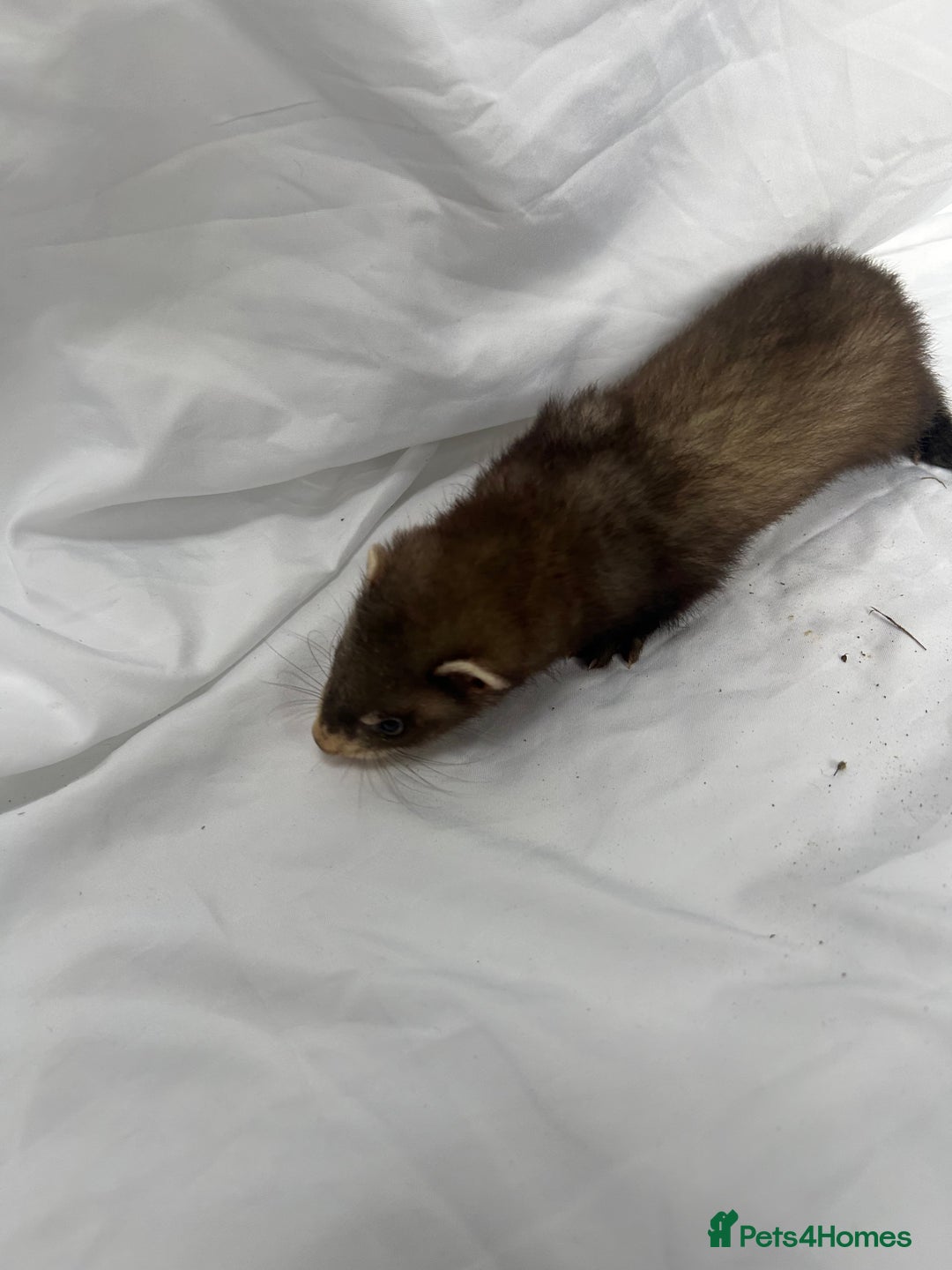 Ferret rodents for sale: Baby Ferrets - Image 32