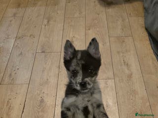 Mixed Breed dogs Adorable Merle Chowski's for sale - Advert 15