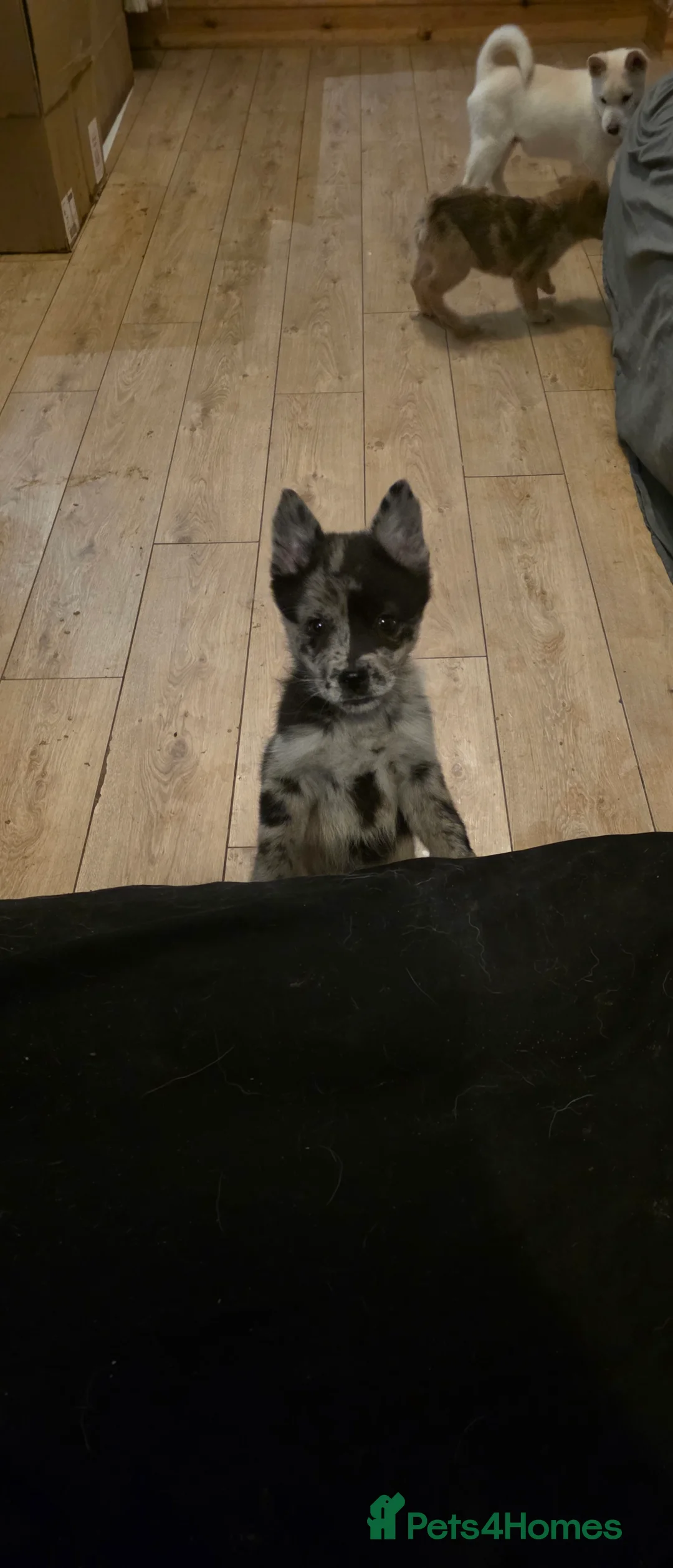 Mixed Breed dogs for sale: Adorable Merle Chowski's for sale  - Advert 1