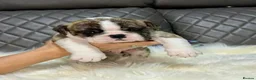 English Bulldog dogs for sale: Gorgeous English Bulldog Puppies Available in Manchester - Advert 8