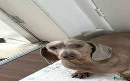 Miniature Dachshund dogs for sale: 2x Isabella and tan miniature dachshund girl - Image 4