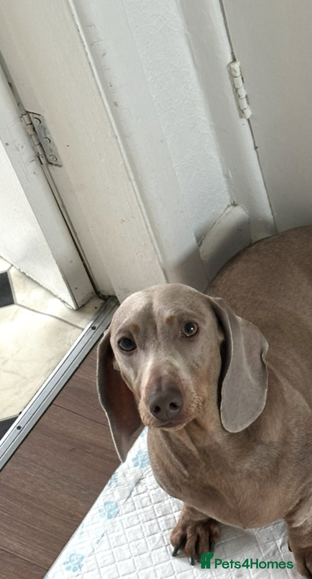 Miniature Dachshund dogs for sale: 2x Isabella and tan miniature dachshund girl - Image 4