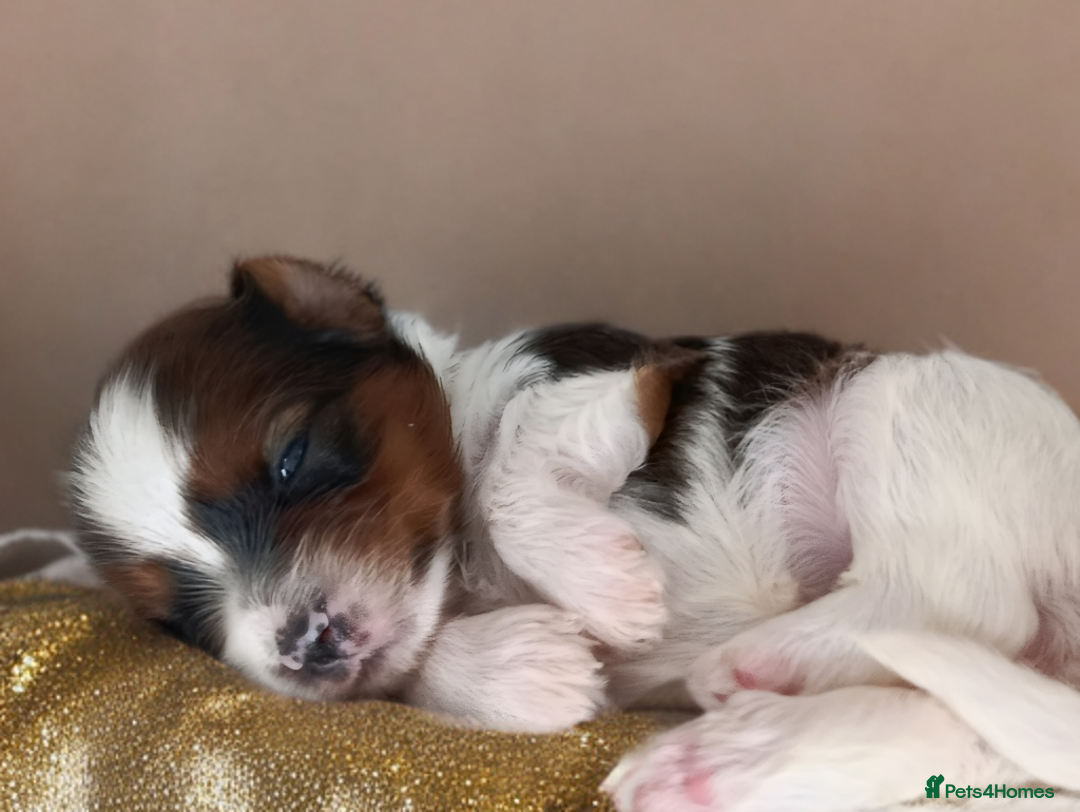 Yorkshire Terrier dogs for sale: Posh puppies😍😍 colorfull Yorkshire terrier🐶🐶🐶 - Advert 14