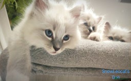 Ragdoll cats for sale: Gorgeous Snow Leocats: RagdollxSiberianxHimalayan! - Image 9