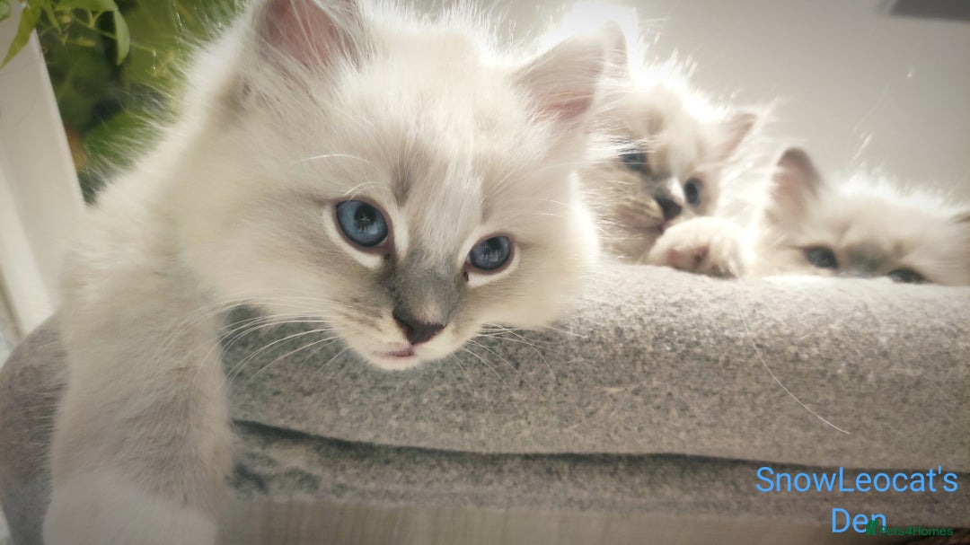 Ragdoll cats for sale: Gorgeous Snow Leocats: RagdollxSiberianxHimalayan! - Image 9
