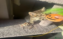 Domestic Shorthair cats for sale: Little girl kittens for sale - Image 4