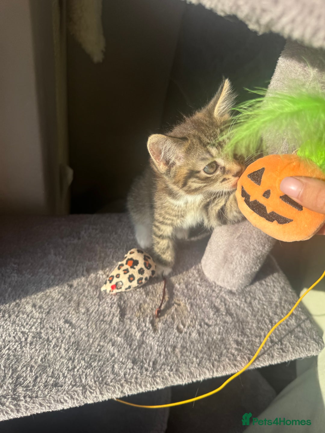 Domestic Shorthair cats for sale: Little girl kittens for sale - Image 4