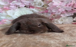 Mini Lop rabbits for sale: 🩷✨️Pure bred chocolate mini lop babies ✨️🩷 - Image 3