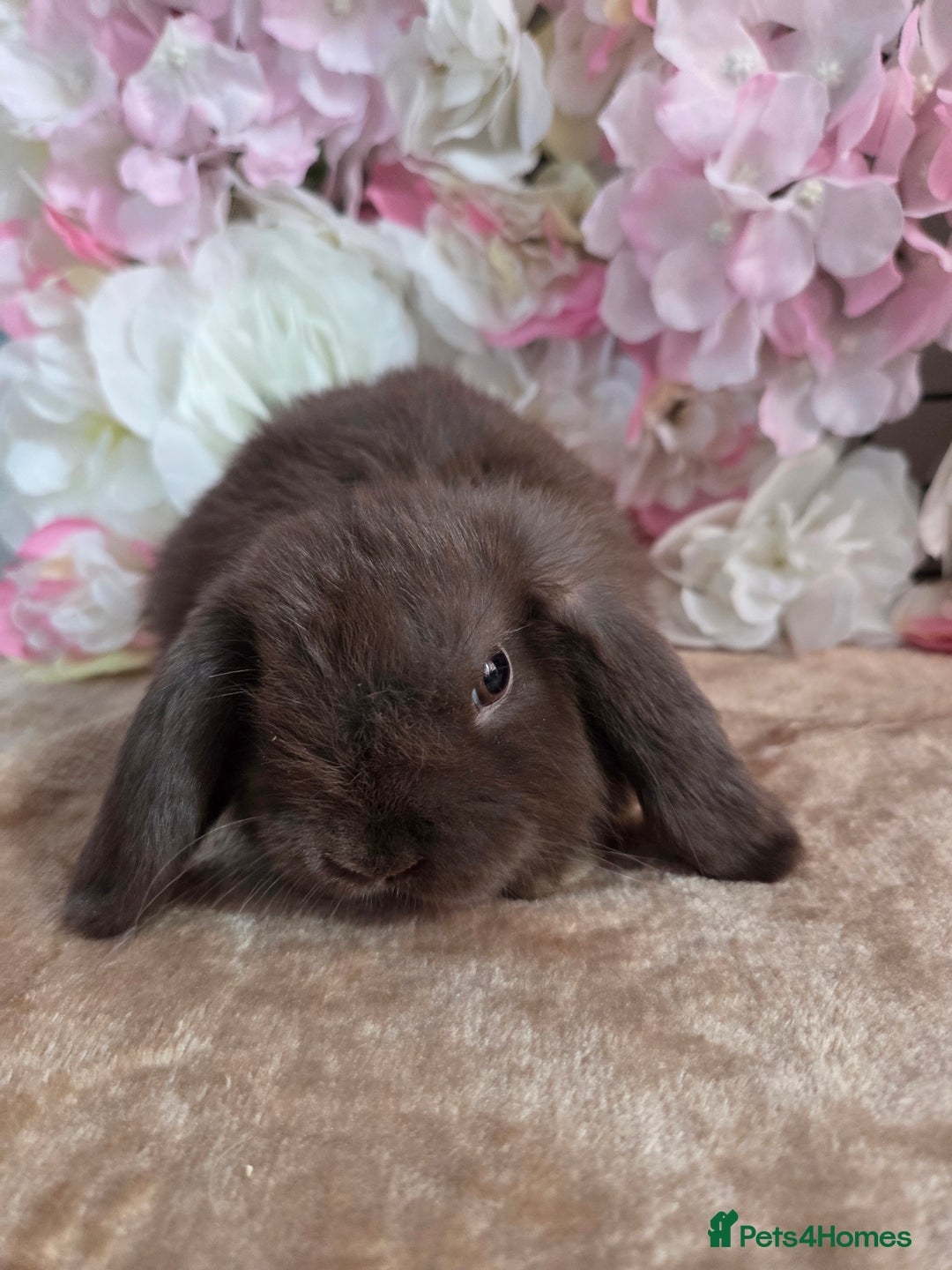 Mini Lop rabbits for sale: 🩷✨️Pure bred chocolate mini lop babies ✨️🩷 - Image 3