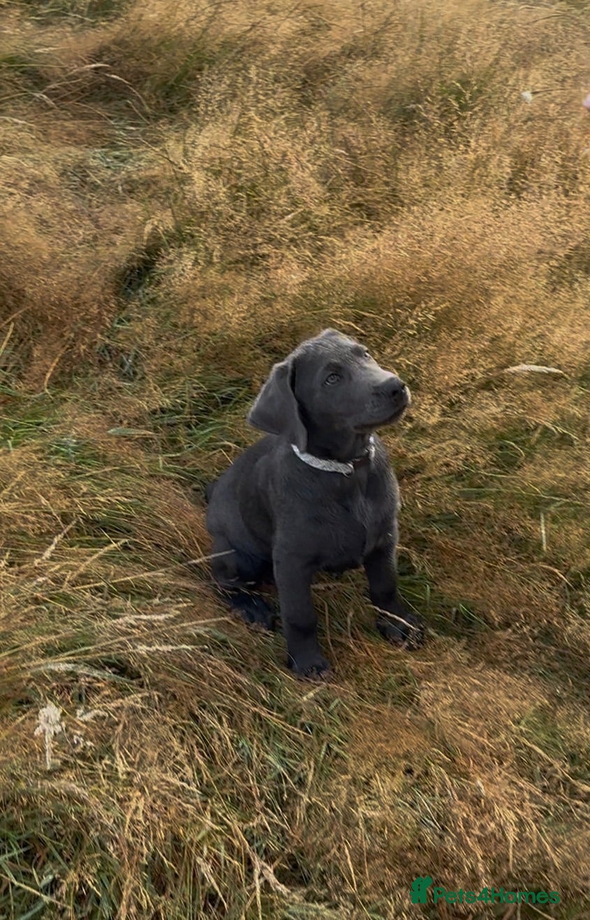 Labrador Retriever dogs Part Puppy Trained KC Charcoal Labrador  - Advert 1