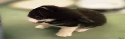 Domestic Shorthair cats for sale: Beautiful, healthy & happy kittens for rehoming in Cranbrook - Advert 36
