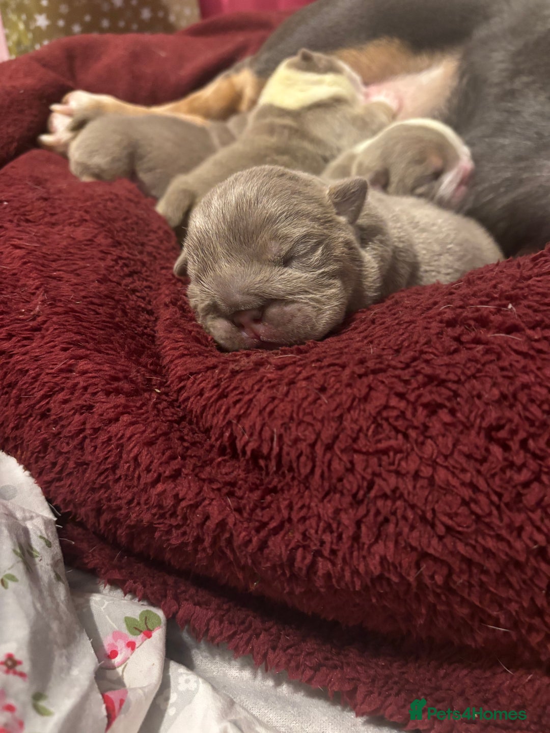 English Bulldog dogs for sale: 4 beautiful strong puppies - Advert 14