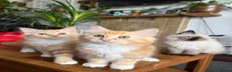 Mixed Breed cats for sale: Kittens for the best homes - Advert 6