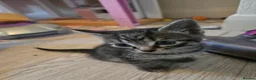 Mixed Breed cats for sale: Beautiful sphynx cross - Advert 2