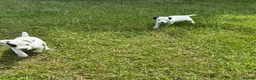 Jack Russell dogs for sale: Jack Russell terriers ready now 🏡 - Advert 9