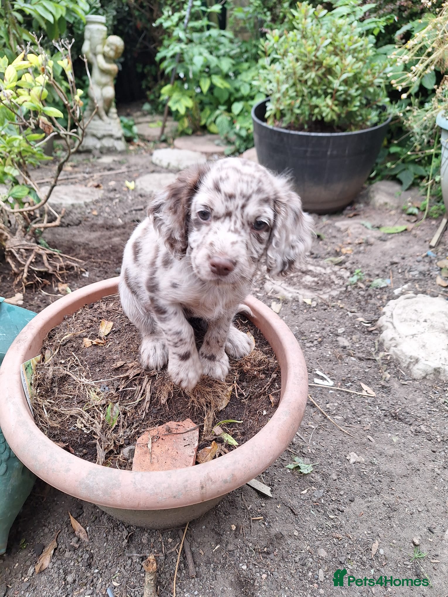 Mixed Breed dogs Sprockerpoo - Advert 14