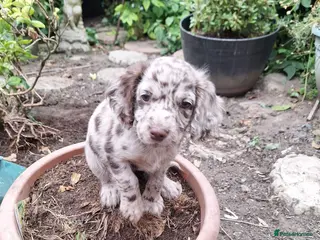 Mixed Breed dogs Sprockerpoo - Advert 5