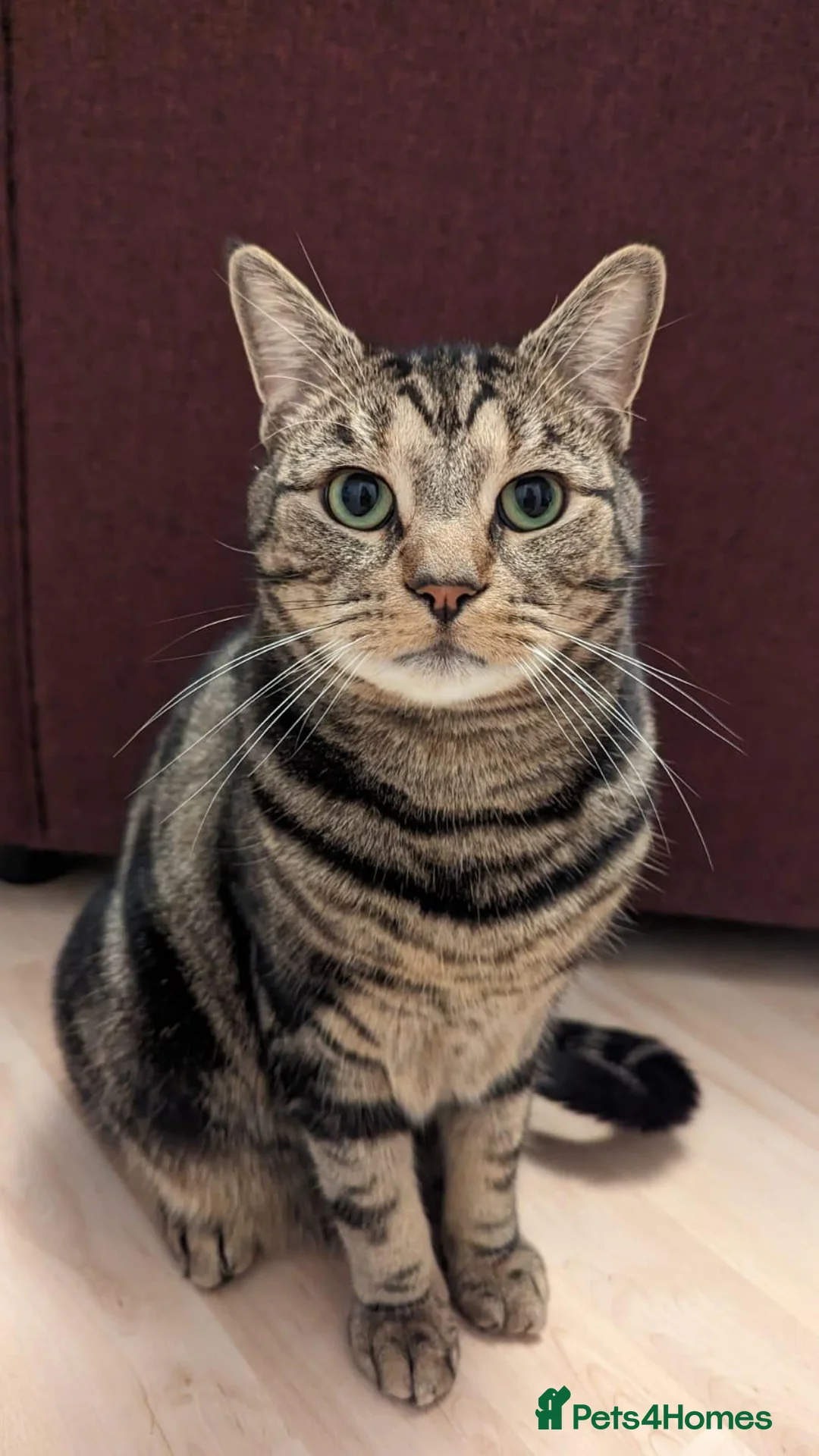 Domestic Shorthair cats for sale: 2 Domestic Shorthairs In Need of A Forever Home in Romford - Advert 2