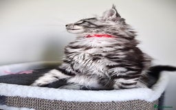Maine Coon cats for sale: STUNNING XL PEDIGREE MAINE COON KITTENS  - Image 27