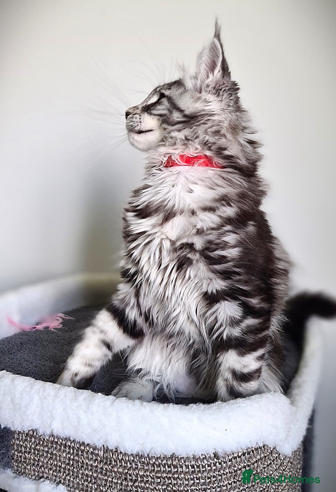 Maine Coon cats for sale: STUNNING XL PEDIGREE MAINE COON KITTENS  - Image 27