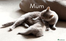 British Shorthair cats for sale: British Shorthair Kitten  - Image 5