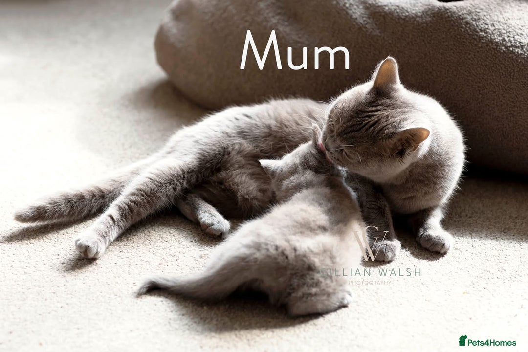 British Shorthair cats for sale: British Shorthair Kitten  - Image 5
