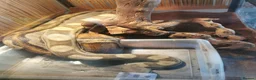 Boa Snake reptiles for sale: ++++++ - Advert 8