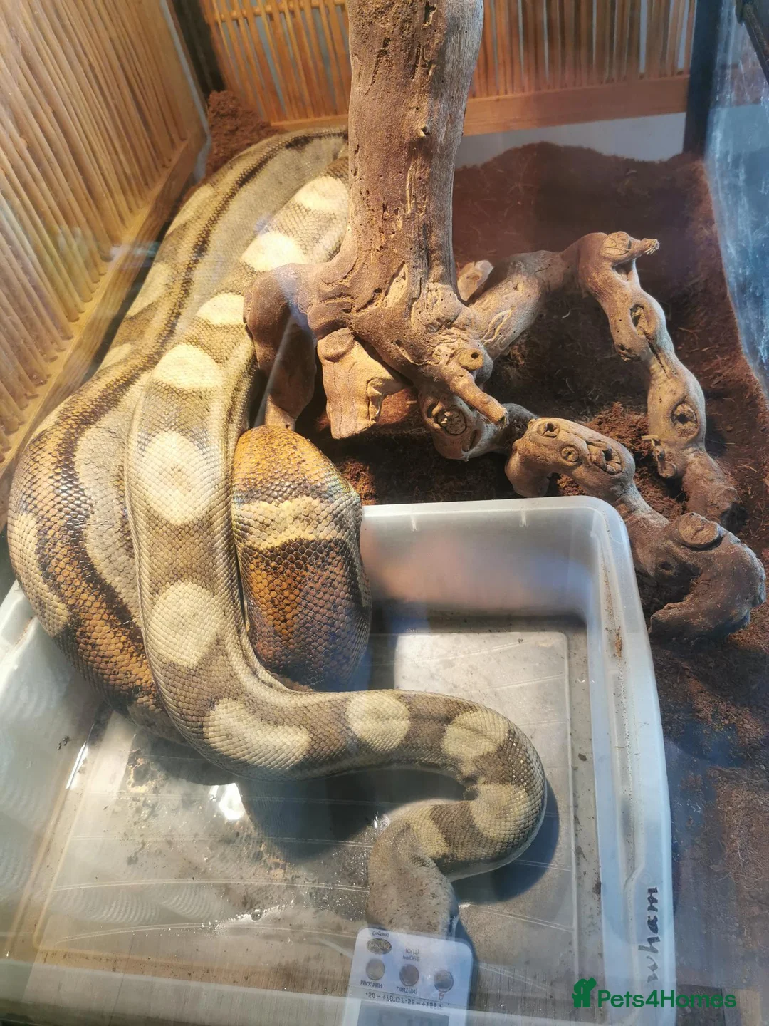 Boa Snake reptiles for sale: ++++++ - Advert 8