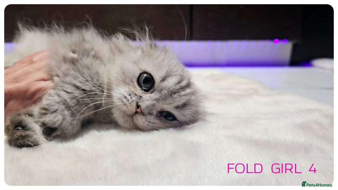 Scottish Fold cats for sale: Scottish Fold Kittens  - Advert 3