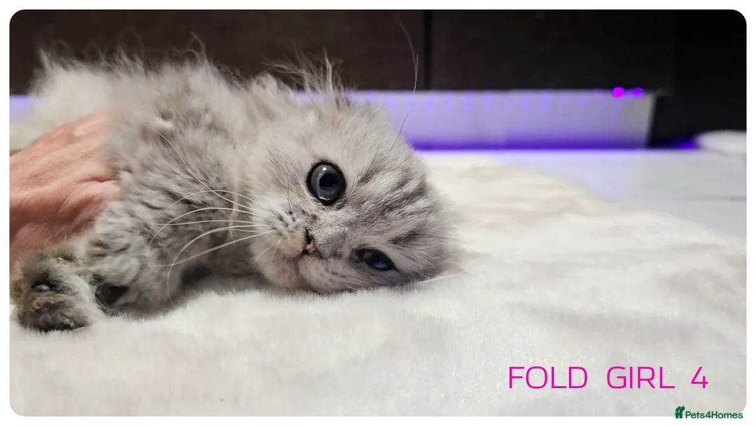 Scottish Fold cats for sale: Scottish Fold Kittens  - Advert 5