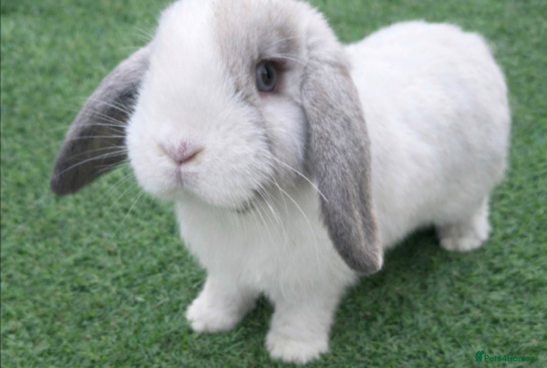 Mini Lop rabbits 3x Vaccinatinated Mini Lop Does - Advert 16