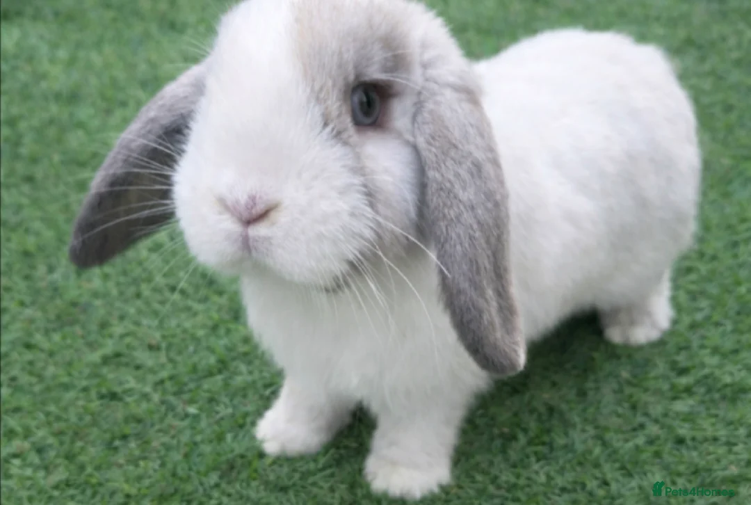 Mini Lop rabbits for sale: 3x Vaccinatinated Mini Lop Does - Advert 1