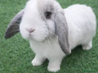 Mini Lop rabbits 3x Vaccinatinated Mini Lop Does - Advert 1