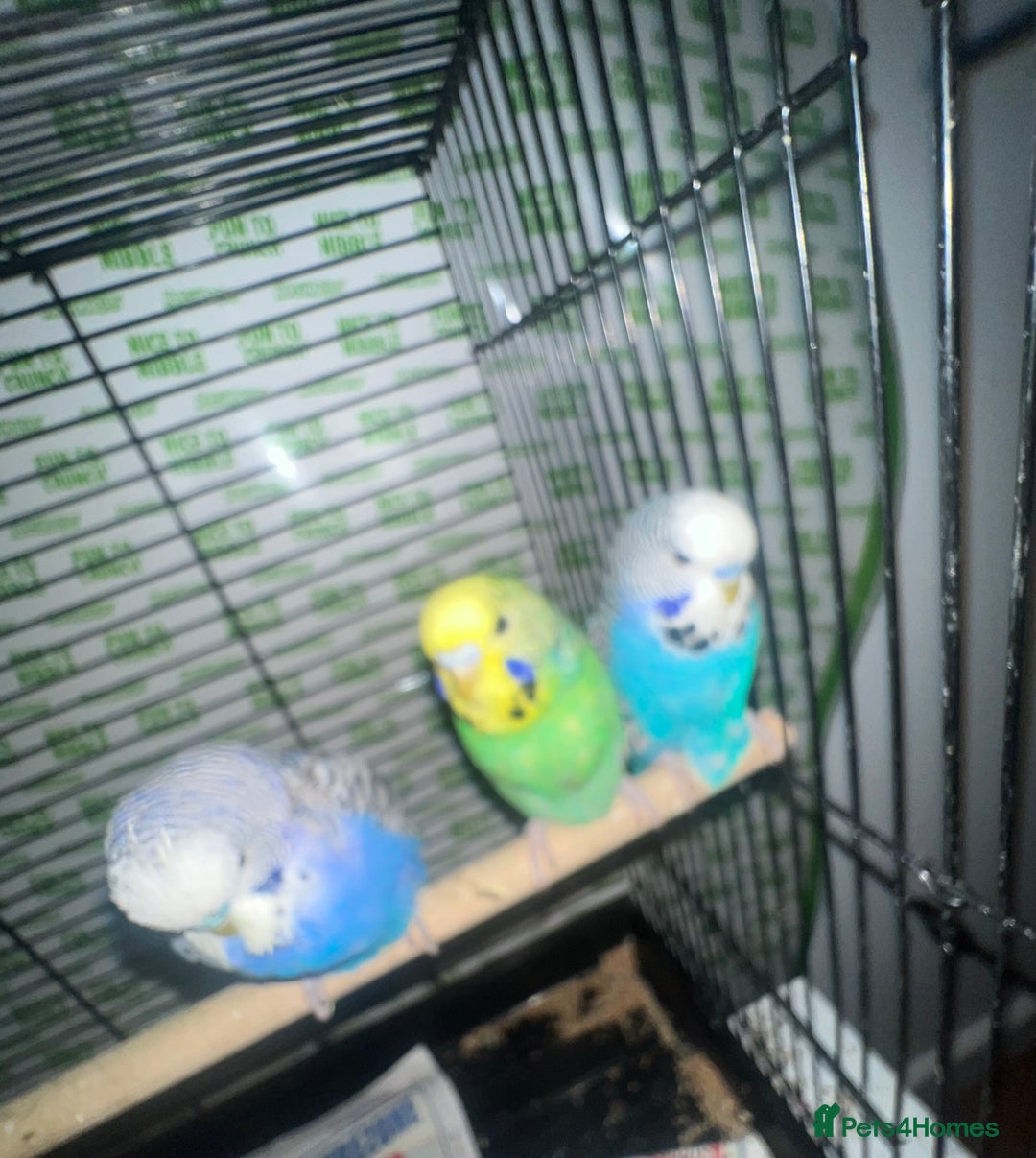 Parakeets birds for sale: Semi-tamed budgies  - Image 3