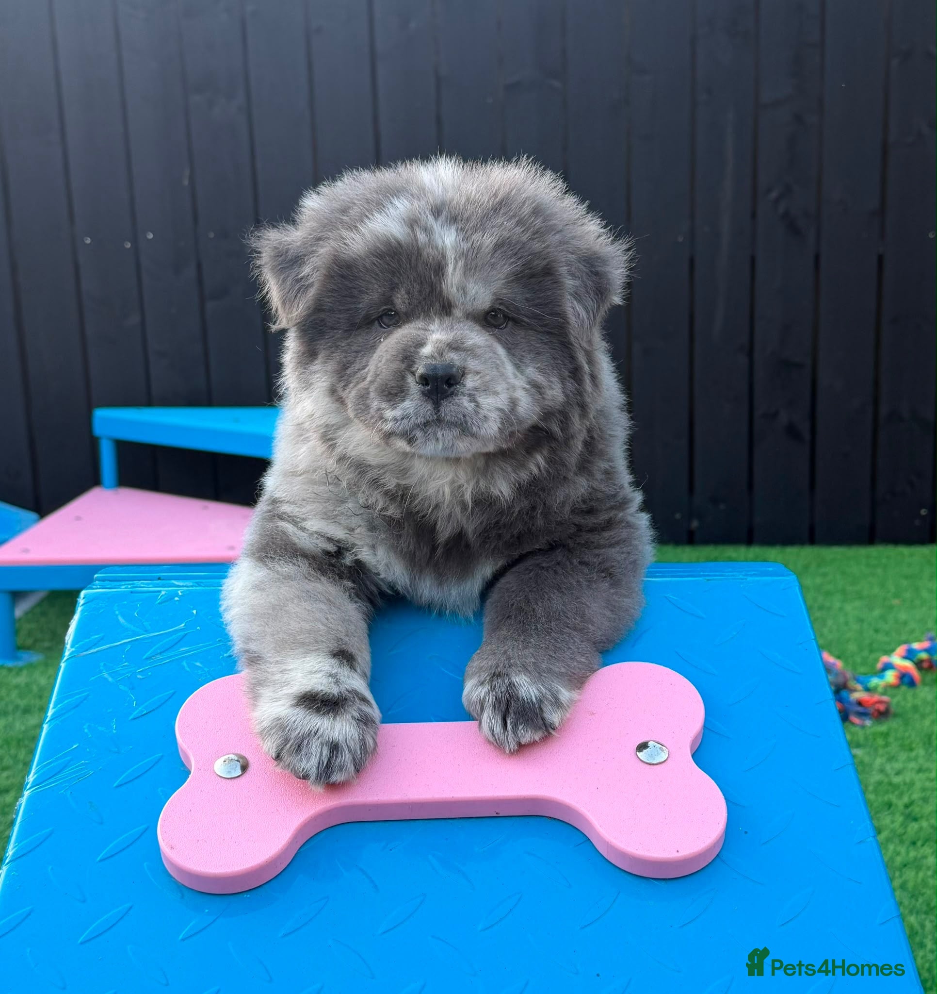 Chow Chow dogs Stunning Exotic colour chowski puppies for sale - Advert 2