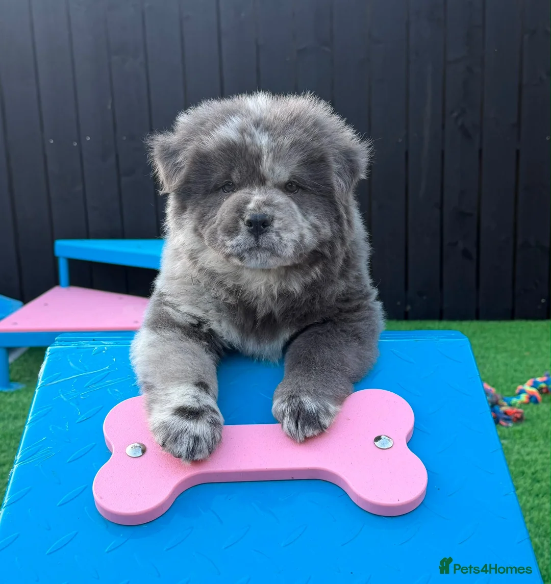 Chow Chow dogs for sale: Stunning Exotic colour chowski puppies for sale - Advert 2