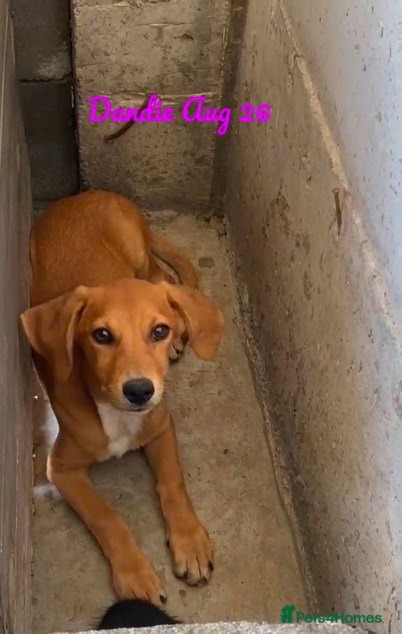 Mixed Breed dogs Dandie, 4 months approx. Available for adoption. - Advert 1