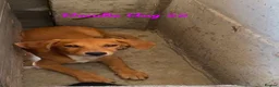 Mixed Breed dogs for adoption: Dandie, 4 months approx. Available for adoption. - Advert 1