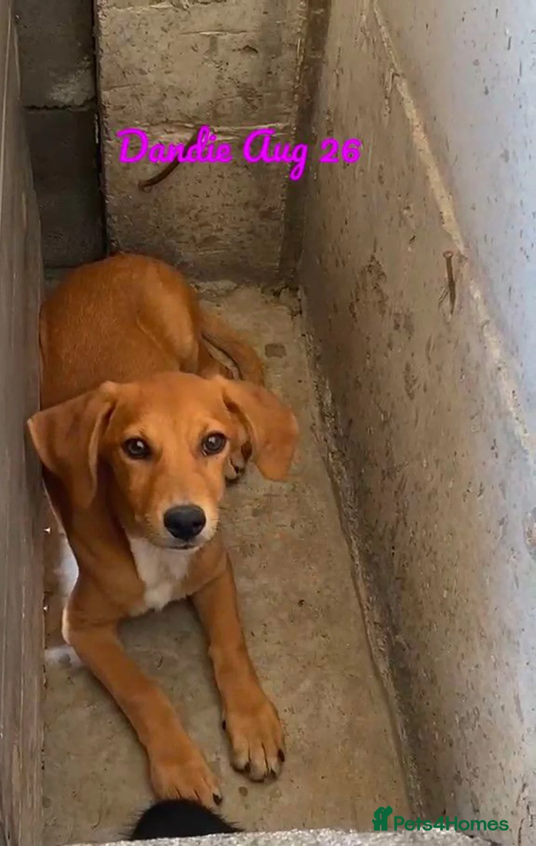 Mixed Breed dogs for adoption: Dandie, 4 months approx. Available for adoption. - Advert 1