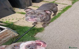 Mixed Breed dogs for sale: 7 month old QUALITY ENGLISH BULLDOG - Image 3