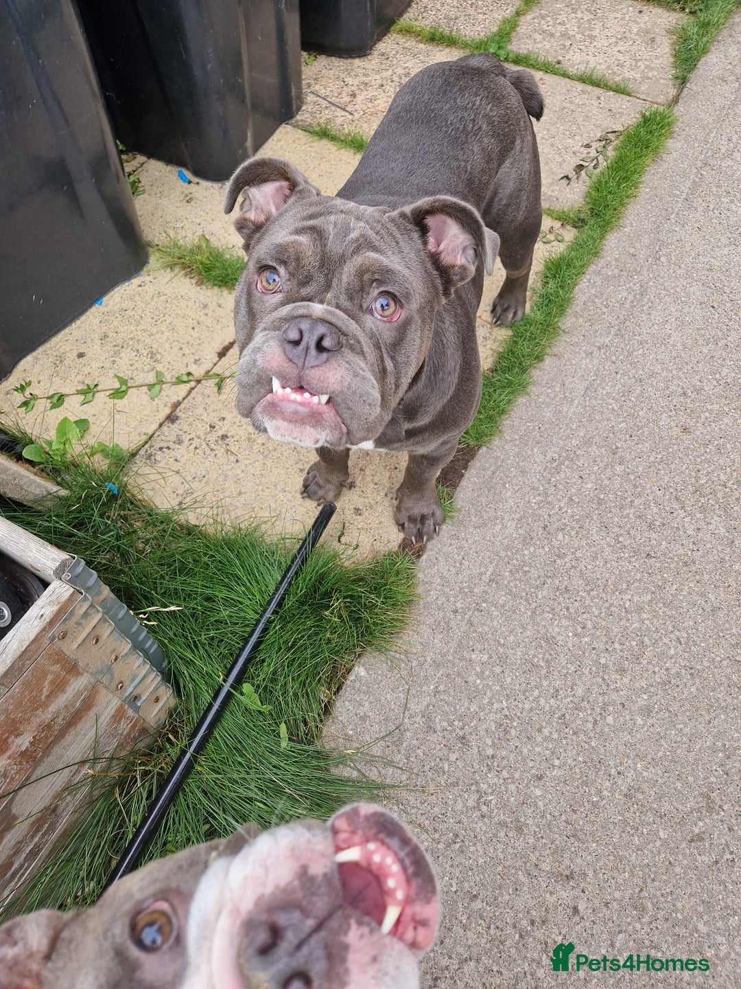 Mixed Breed dogs for sale: 7 month old QUALITY ENGLISH BULLDOG - Image 3