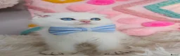 Scottish Fold cats for sale: ⭐️ Top Quality Scottish Fold Kittens ⭐️ - Advert 24