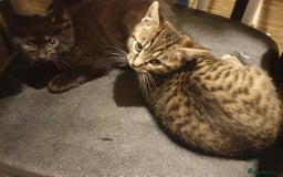 Mixed Breed cats for sale: Tabby kittens  - Image 2