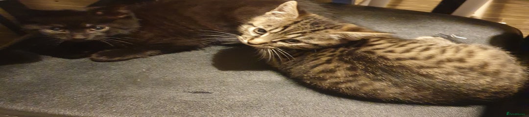 Mixed Breed Kitten 2