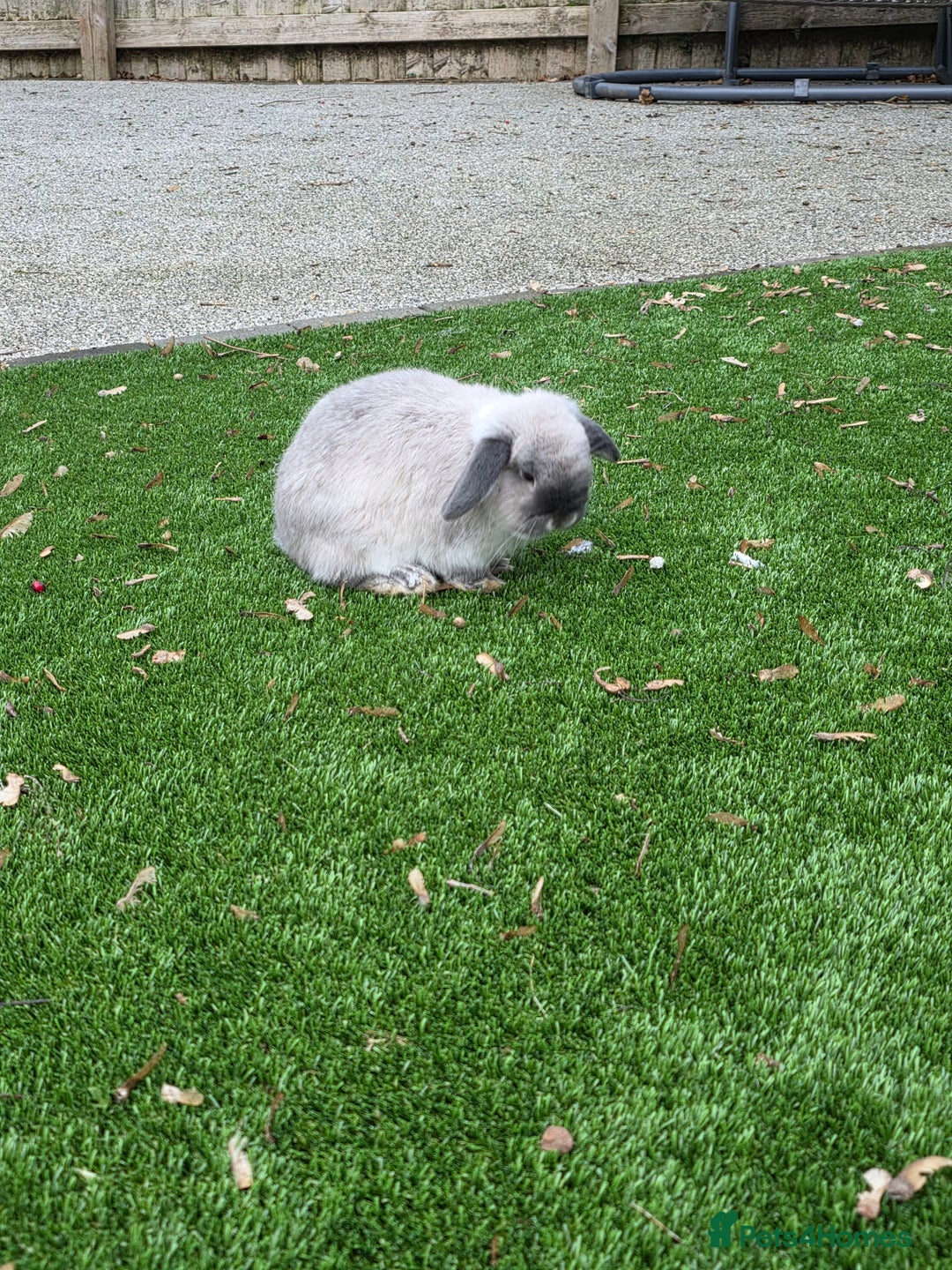 Mini Lop rabbits for sale: Two mini lops looking fir loving homes  - Advert 11