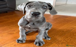 Great Dane dogs for sale: Beautiful Blue bred for Health and Temperament  in Worksop - Image 5