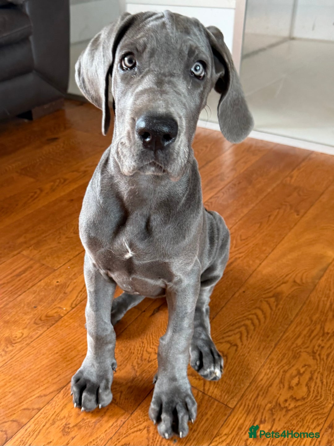 Great Dane dogs for sale: Beautiful Blue bred for Health and Temperament  in Worksop - Image 5