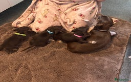 Dachshund dogs for sale: Miniature Dachshund puppies - Image 10