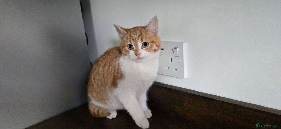 Mixed Breed cats for sale: 2 beautiful kittens  - Advert 1