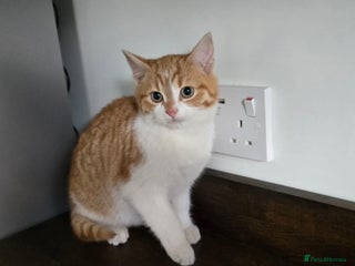 Mixed Breed cats 2 beautiful kittens - Advert 1